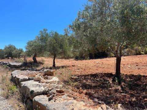 Terreno Rústico  Venda em Santa Bárbara de Nexe,Faro