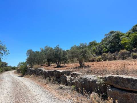 Terreno Rústico  Venda em Santa Bárbara de Nexe,Faro