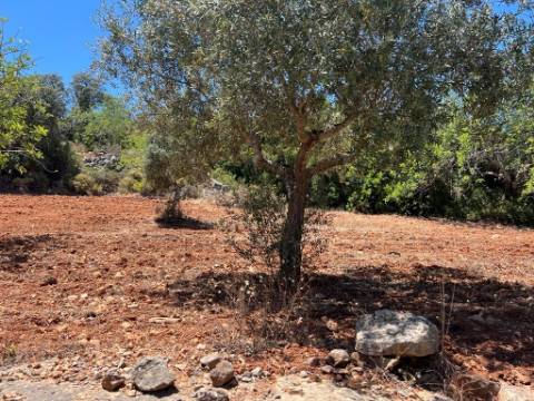 Terreno Rústico  Venda em Santa Bárbara de Nexe,Faro