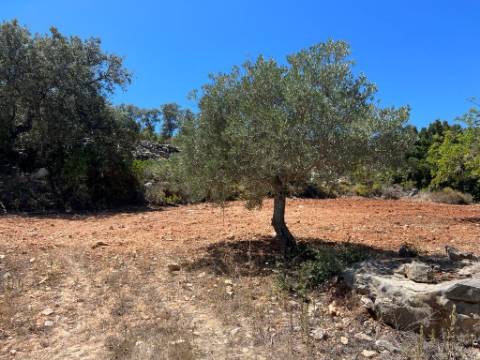 Terreno Rústico  Venda em Santa Bárbara de Nexe,Faro