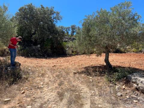 Terreno Rústico  Venda em Santa Bárbara de Nexe,Faro