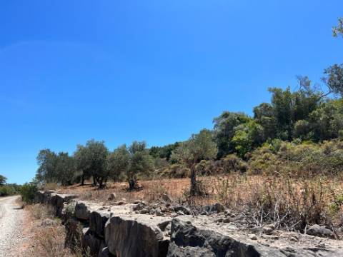 Terreno Rústico  Venda em Santa Bárbara de Nexe,Faro