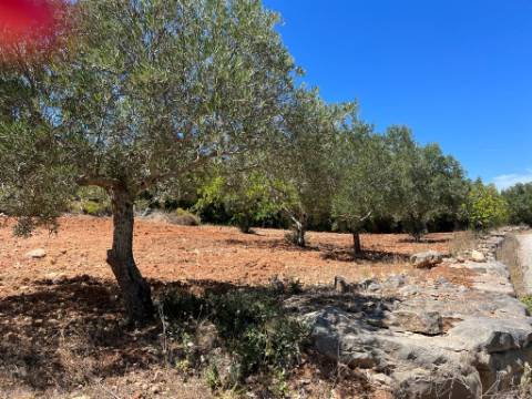 Terreno Rústico  Venda em Santa Bárbara de Nexe,Faro
