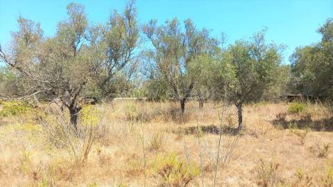Terreno Rústico  Venda em Loulé (São Clemente),Loulé