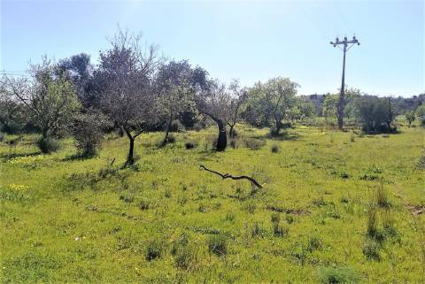 Terreno Rústico  Venda em Boliqueime,Loulé