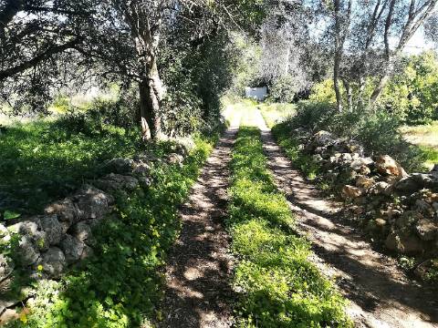 Terreno Rústico  Venda em Boliqueime,Loulé