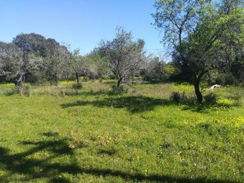 Terreno Rústico  Venda em Boliqueime,Loulé