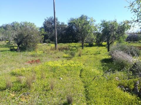 Terreno Rústico  Venda em Boliqueime,Loulé