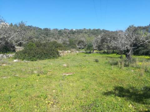 Terreno Rústico  Venda em Boliqueime,Loulé