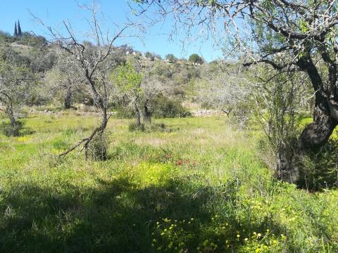 Terreno Rústico  Venda em Boliqueime,Loulé