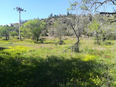 Terreno Rústico  Venda em Boliqueime,Loulé