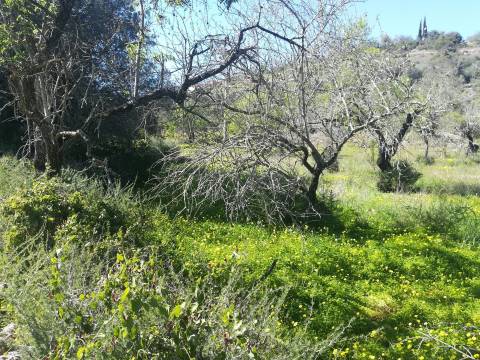 Terreno Rústico  Venda em Boliqueime,Loulé