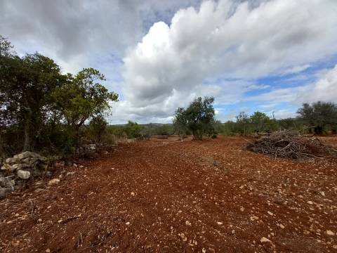 Terreno Rústico  Venda em Santa Bárbara de Nexe,Faro