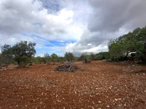Terreno Rústico  Venda em Santa Bárbara de Nexe,Faro