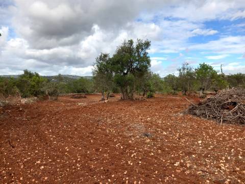 Terreno Rústico  Venda em Santa Bárbara de Nexe,Faro