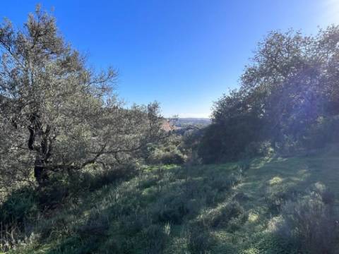 Terreno Rústico  Venda em Loulé (São Clemente),Loulé
