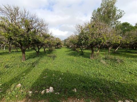 Moradia Isolada T3 Venda em Santa Bárbara de Nexe,Faro