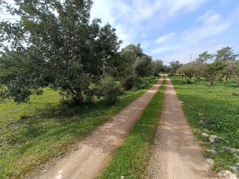 Moradia Isolada T3 Venda em Santa Bárbara de Nexe,Faro