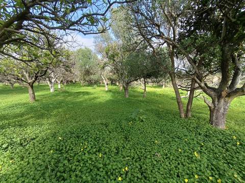 Moradia Isolada T3 Venda em Santa Bárbara de Nexe,Faro