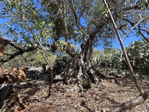 Moradia para Restaurar T2 Venda em Salir,Loulé