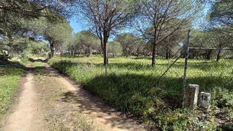 Terreno Rústico  Venda em Almancil,Loulé