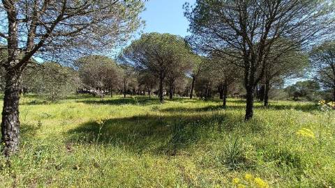 Terreno Rústico  Venda em Almancil,Loulé