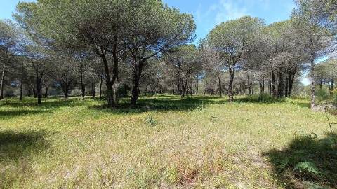 Terreno Rústico  Venda em Almancil,Loulé
