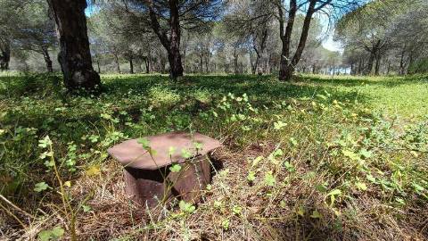 Terreno Rústico  Venda em Almancil,Loulé
