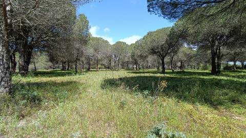 Terreno Rústico  Venda em Almancil,Loulé