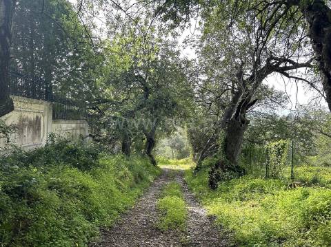 Terreno Rústico  Venda em Almancil,Loulé