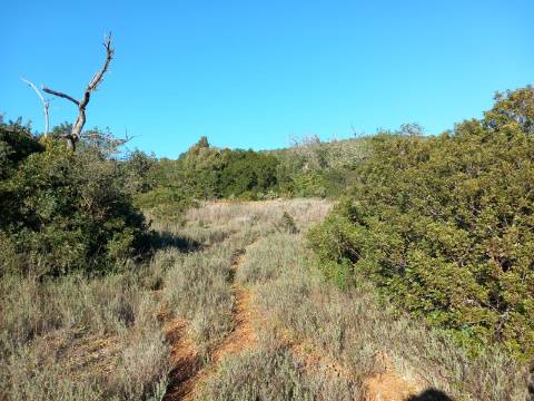 Terreno Rústico  Venda em Santa Bárbara de Nexe,Faro