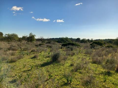 Terreno Rústico  Venda em Santa Bárbara de Nexe,Faro