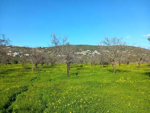 Terreno Rústico  Venda em Santa Bárbara de Nexe,Faro