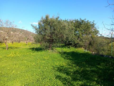 Terreno Rústico  Venda em Santa Bárbara de Nexe,Faro