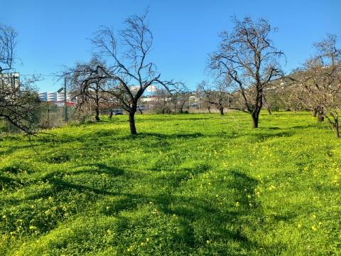 Terreno Rústico  Venda em Santa Bárbara de Nexe,Faro