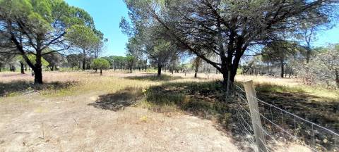 Terreno Rústico  Venda em Almancil,Loulé