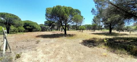 Terreno Rústico  Venda em Almancil,Loulé