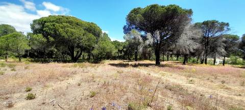 Terreno Rústico  Venda em Almancil,Loulé