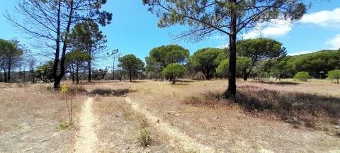 Terreno Rústico  Venda em Almancil,Loulé
