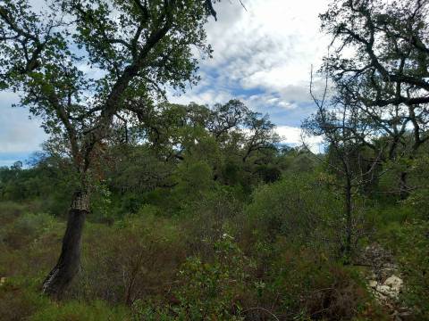 Terreno Rústico  Venda em Santa Bárbara de Nexe,Faro
