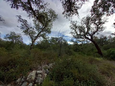 Terreno Rústico  Venda em Santa Bárbara de Nexe,Faro