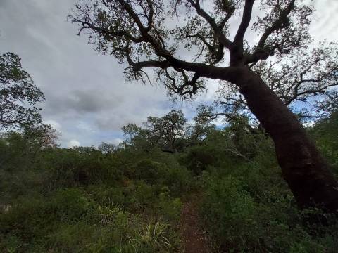 Terreno Rústico  Venda em Santa Bárbara de Nexe,Faro