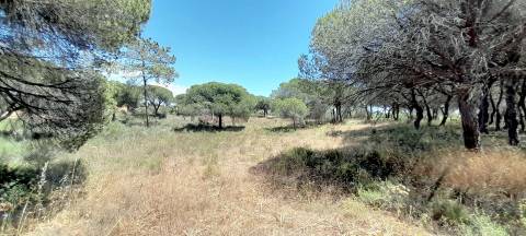 Terreno Rústico  Venda em Almancil,Loulé