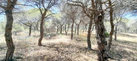 Terreno Rústico  Venda em Almancil,Loulé