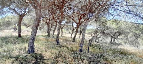 Terreno Rústico  Venda em Almancil,Loulé