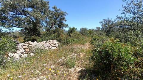 Terreno Rústico  Venda em Santa Bárbara de Nexe,Faro