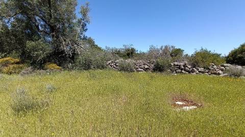 Terreno Rústico  Venda em Santa Bárbara de Nexe,Faro