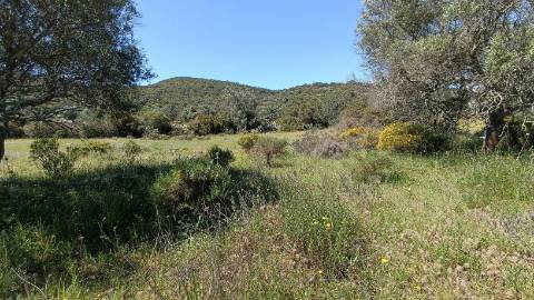 Terreno Rústico  Venda em Santa Bárbara de Nexe,Faro