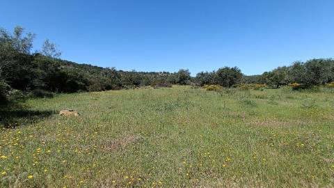 Terreno Rústico  Venda em Santa Bárbara de Nexe,Faro