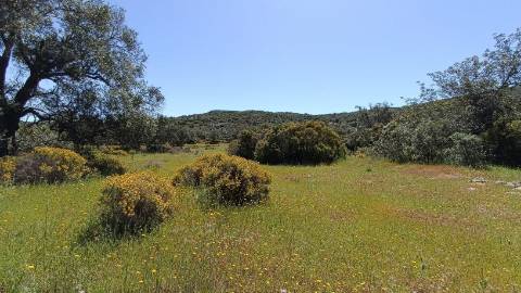 Terreno Rústico  Venda em Santa Bárbara de Nexe,Faro
